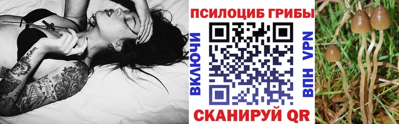 что такое   Аркадак  OMG сайт  Галлюциногенные грибы MAGIC MUSHROOMS 